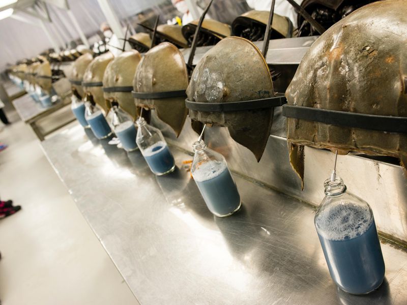 Horseshoe Crabs, COVID-19, and Climate Change: How Everything is Connected